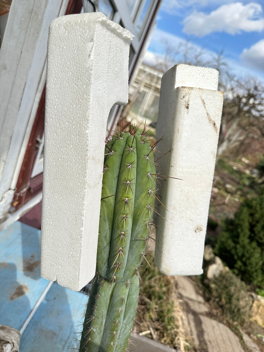 Пенопласт делает манипуляции с колючим кактусом безопасными для обеих сторон.