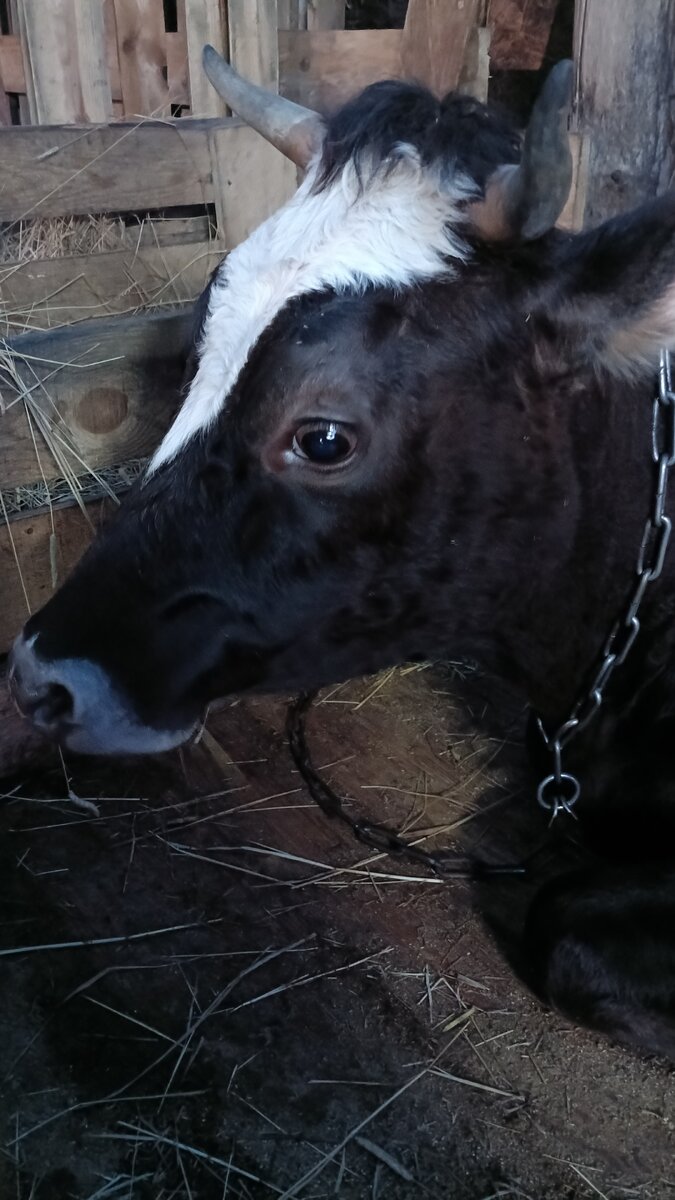 Удивлена таким вниманием 🐮