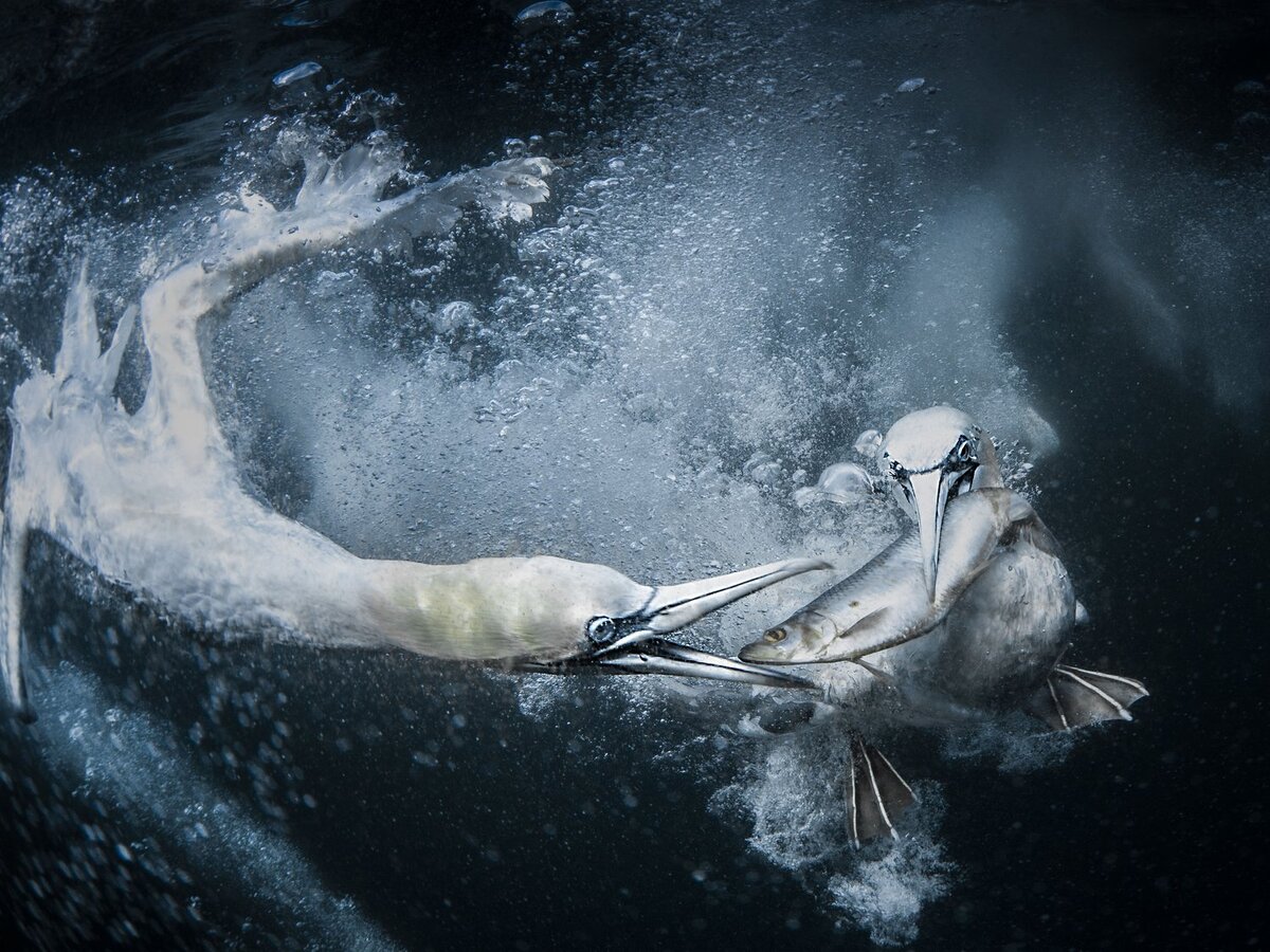 © Tracey Lund (Великобритания) «Подводные олуши».
World Nature Photographer of the Year 2024
Гран-при и «Золото» в категории «Поведение. Птицы»