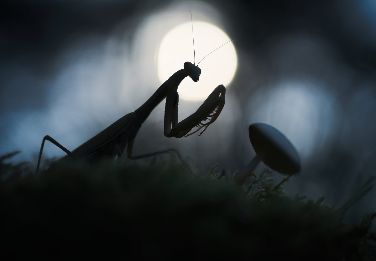 � Panagiotis Dalagiorgos (������). �������� � ��������� ����������. �������������� | WNPA�2024