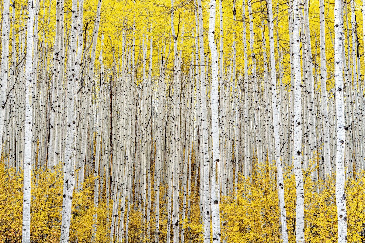 � Robert J. Ross (���) �������� ������.�������� � ��������� ���������� �������� | WNPA�2024