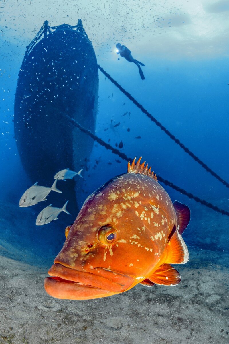 � Ferenc Lorincz (�������).�������� � ��������� ����� � ������� | WNPA�2024