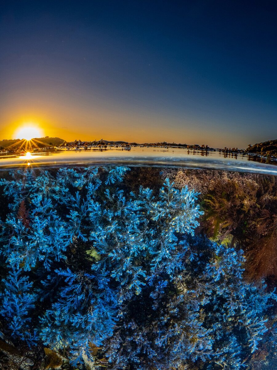 � Dr. Martin Stevens (��������������).�������� � ��������� ��������� � ������ | WNPA�2024