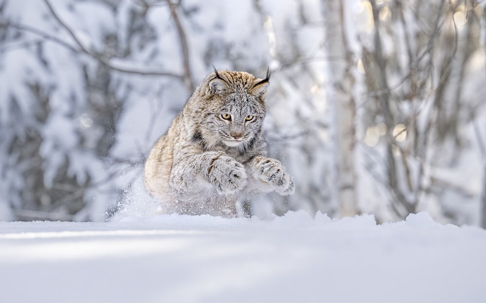 � Thomas Vijayan (������) ������� ����.�������� � ��������� ��������� � �� ����� ��������� | WNPA�2024