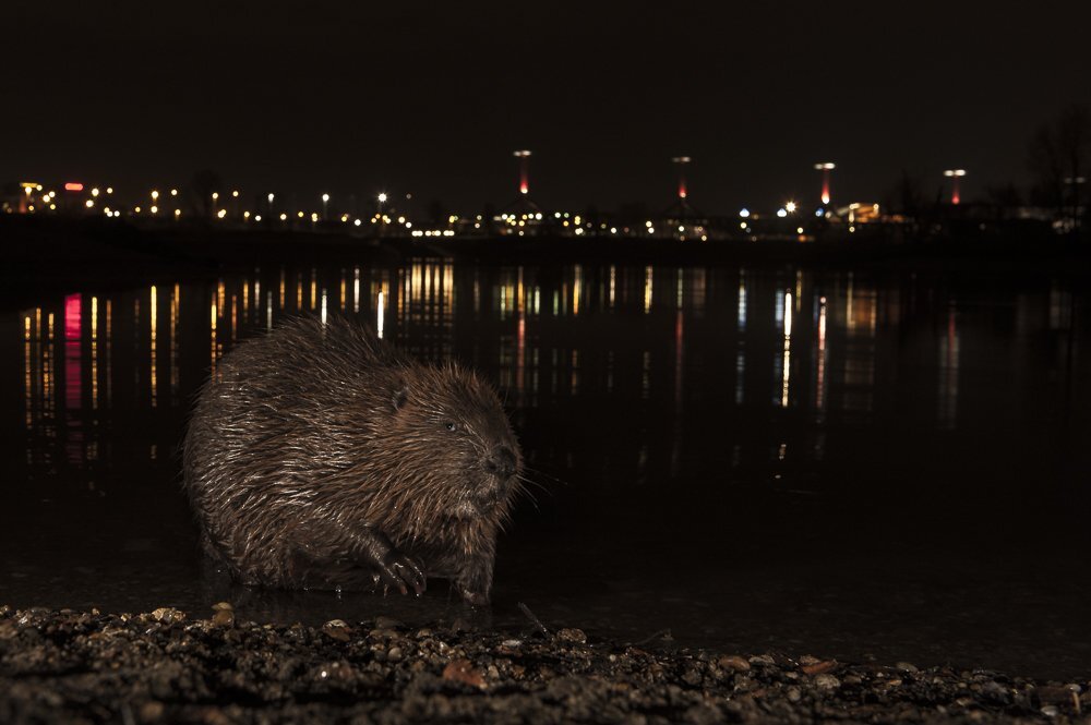 � Adam Horvath (�������).������� � ��������� ���������� ����� �������� | WNPA�2024