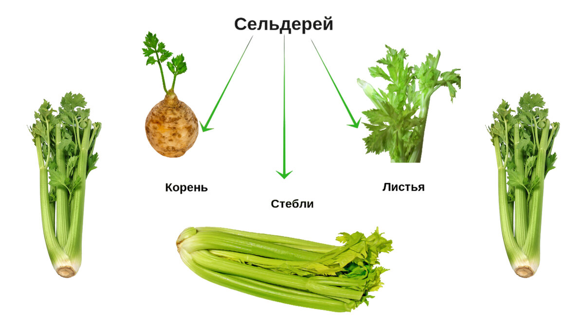 Три вида сельдерея.