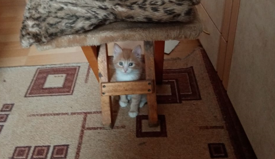 Это не он, это я в котеночестве! И зовут меня Кузька, а иногда КуСька