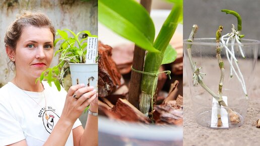 Как отделить детку орхидеи (Дендробиума). Пересадка орхидеи 🌱 Популярная ботаника