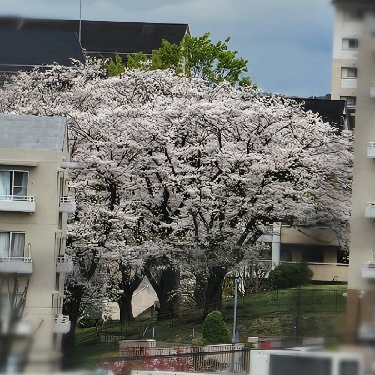 Если не считать ту, что я видела из окна нового дома или возле работы