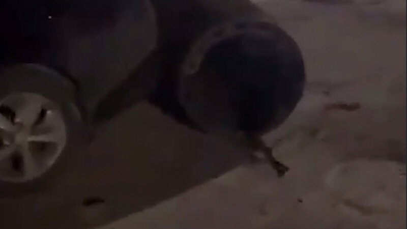     Обломки иранской ракеты. Shot