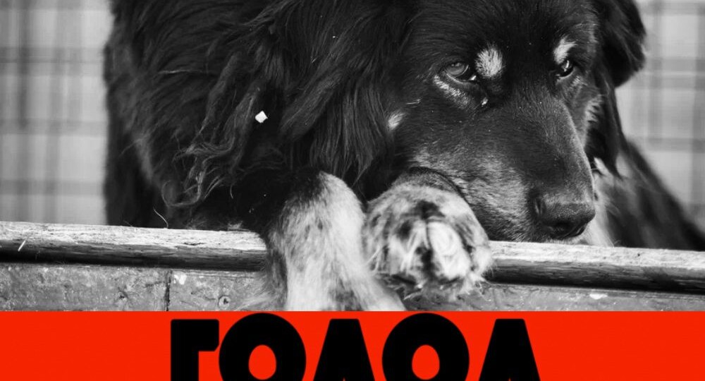 Нет еды СОВСЕМ, очень много новых животных. Мы в отчаянье!