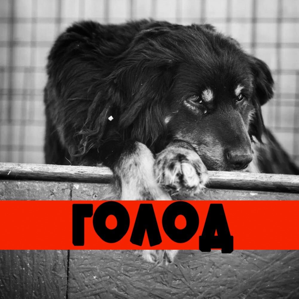 День стольника, в приюте "Омске хвостики" голод! 