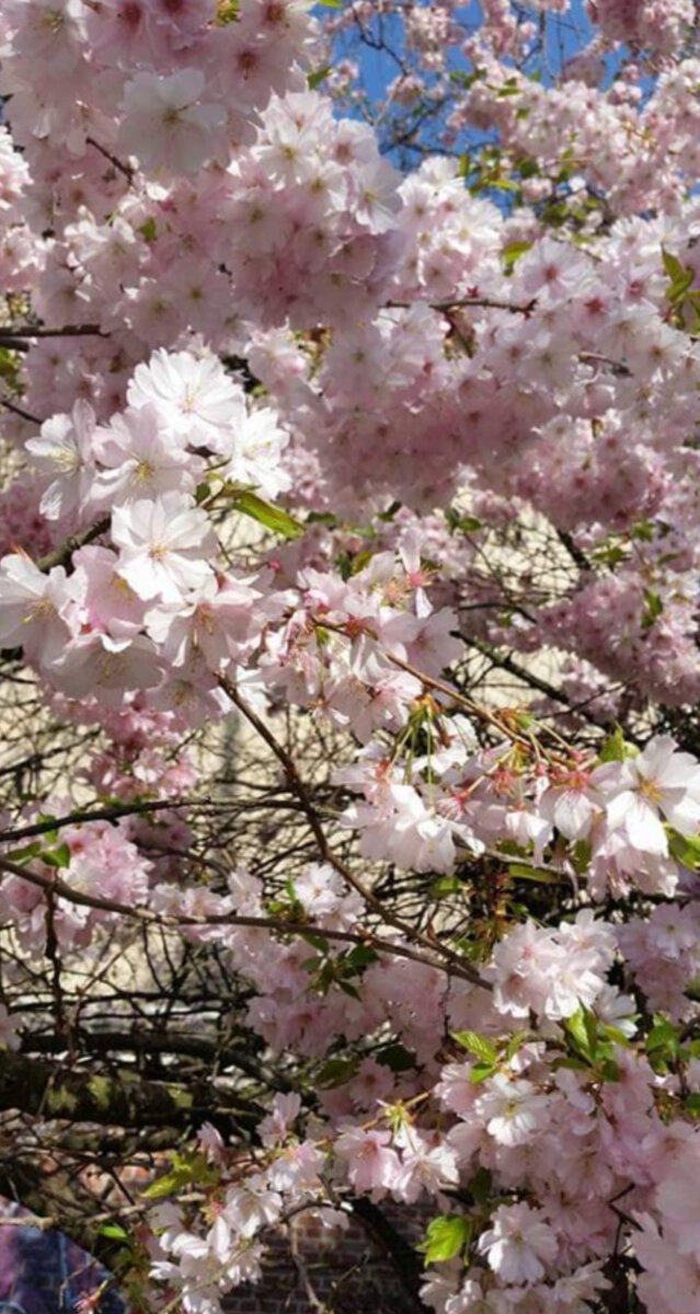 Фото автора. Сакура цветет. 