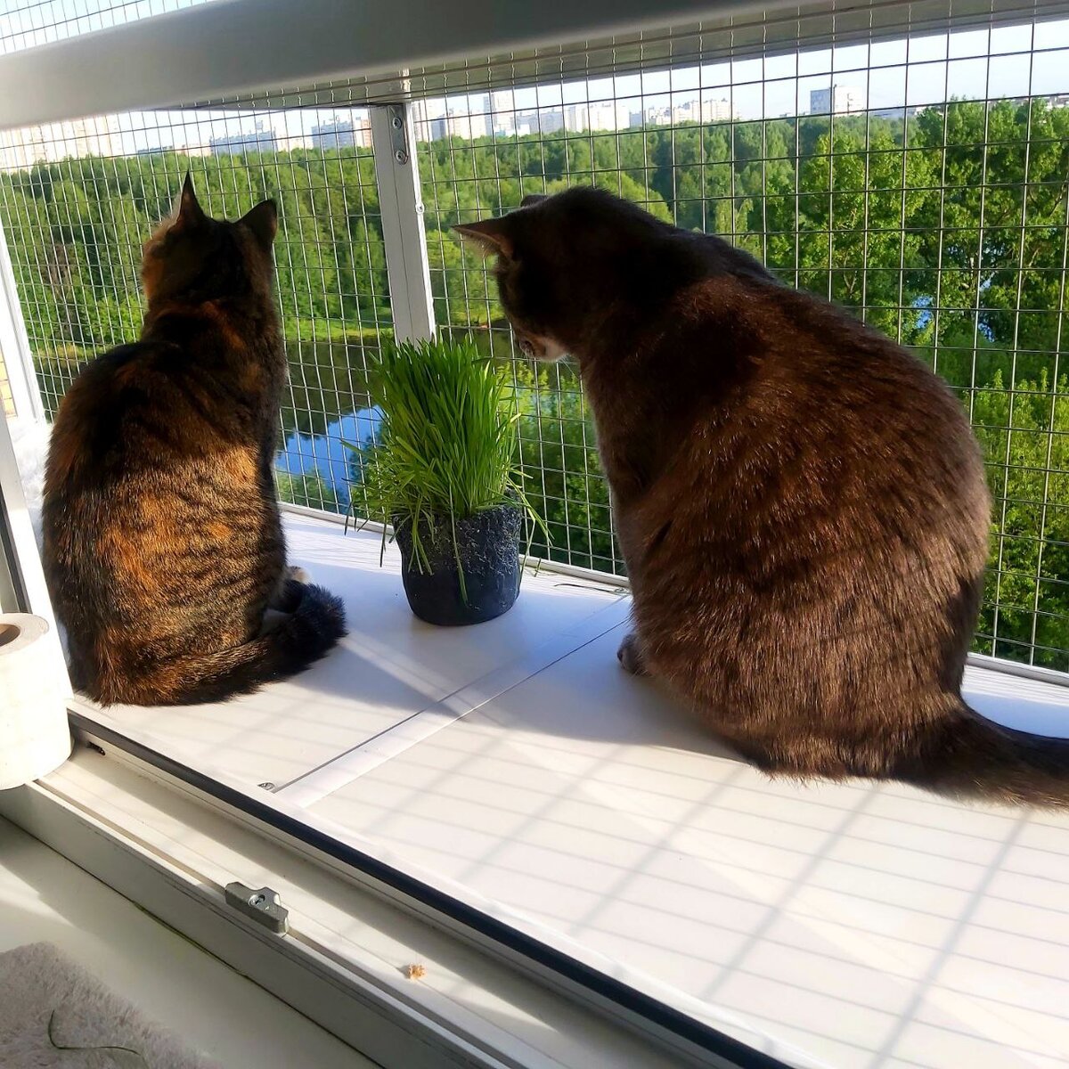 Коты на выгуле.