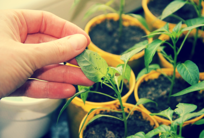 Источник фото: Яндекс Картинки