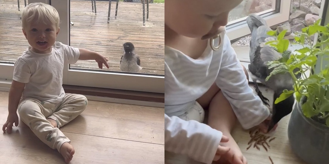 Двухлетний малыш подружился с вороной. И это милота!