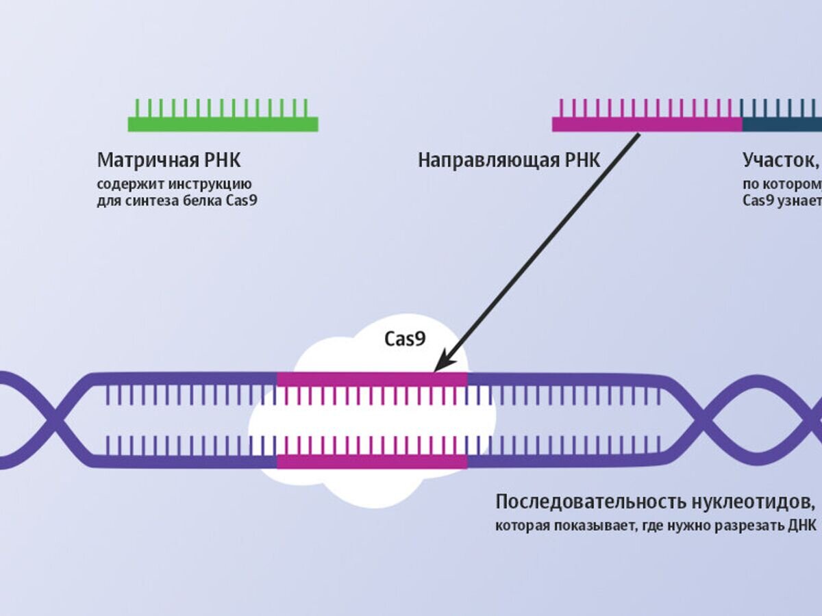    Как работает геномный редактор CRISPR-Cas9© Иллюстрация РИА Новости . Алина Полянина