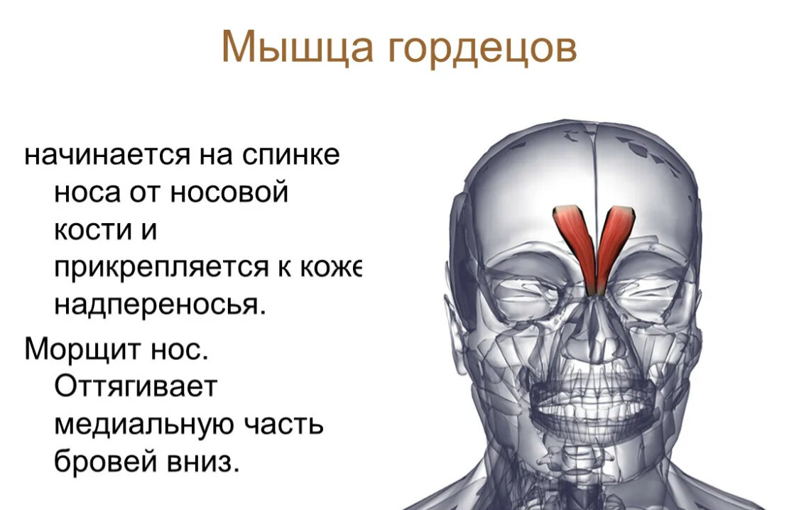 Мышца опускающая бровь фото