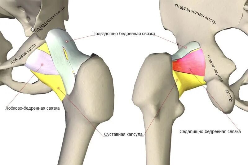 Ростов шейка бедра. Zona orbicularis тазобедренного сустава. Сухожилия тазобедренного сустава анатомия. Суставная губа тазобедренного сустава анатомия. Энтезопатия тазобедренных суставов.