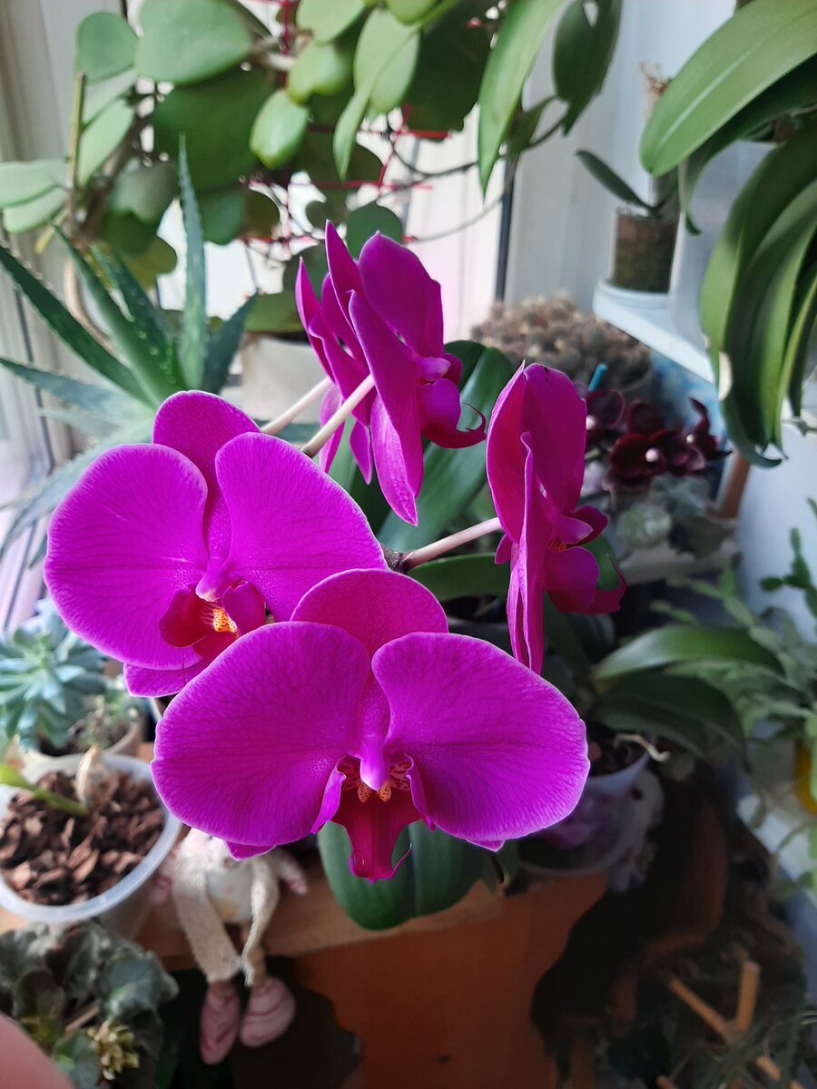 Простой, но яркий и щедрый фаленопсис