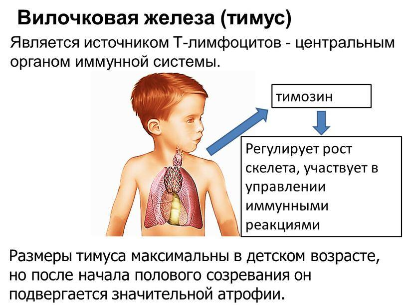 Тимус – что это? Роль тимуса на первому году жизни ребенка