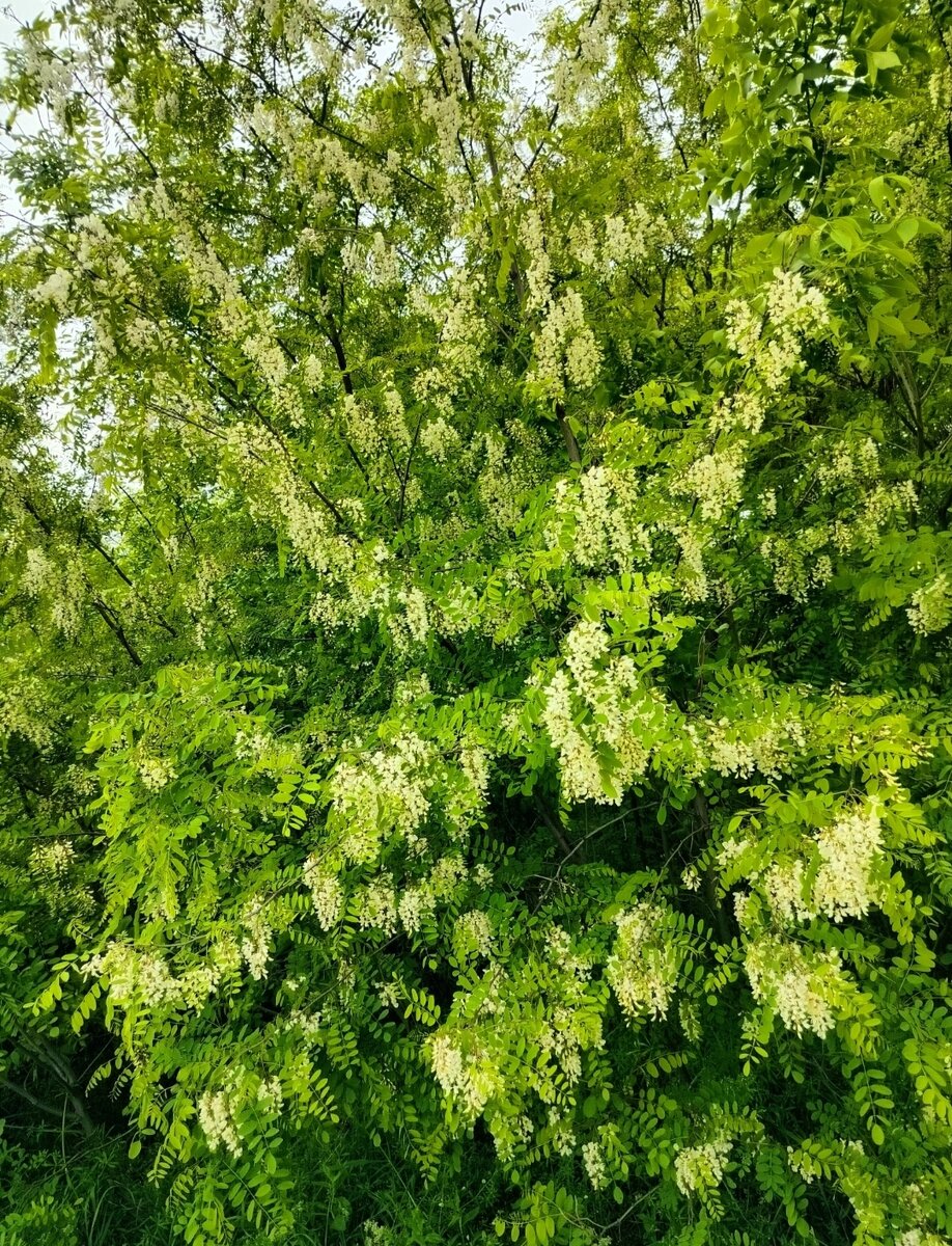 Вот так шикарно цвела в 2023 г