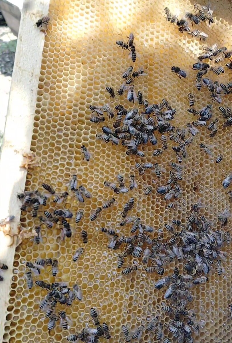 Прозрачное в сотах- это и есть мёд акации🍯🐝🌸