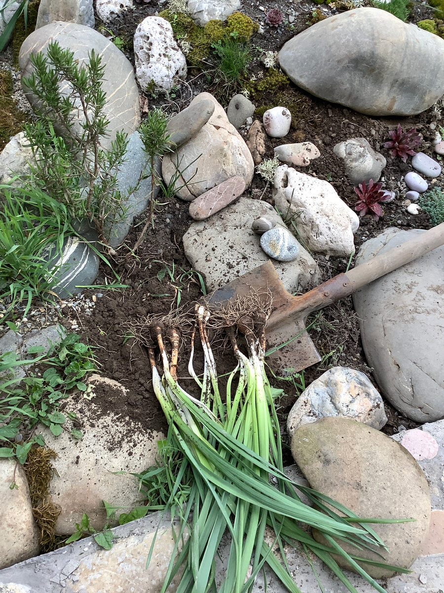 Нарциссы, как сорняк