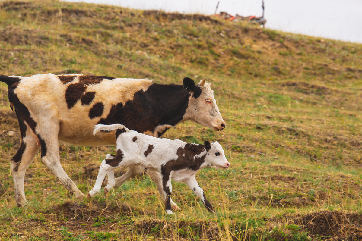 Я не врал, когда говорил, что они носились. Телята вообще довольно игривые