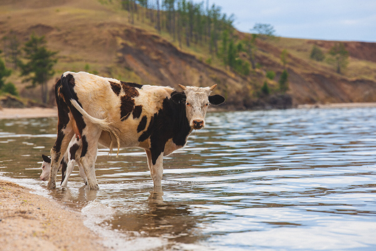 Оценивающий взгляд