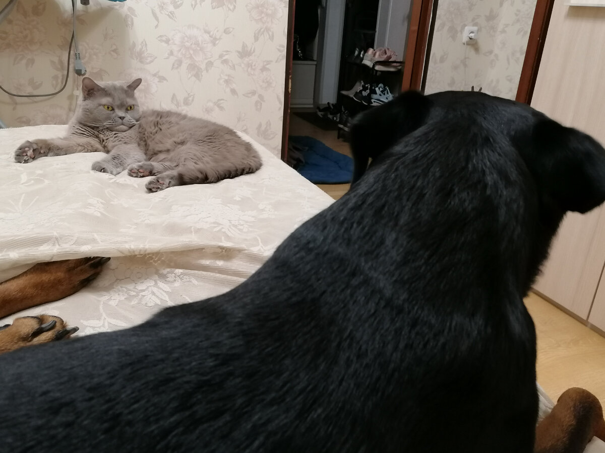 Ох, наверное, не надо было рыбку на ночь кушать.