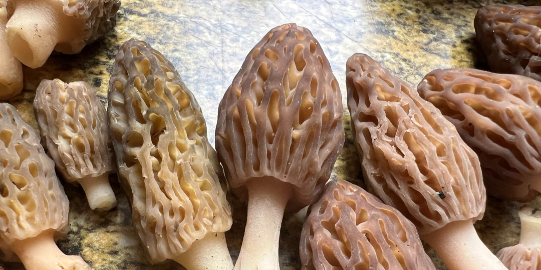 Самые благородные из весенних грибов - сморчки. Как их вычислить и найти? 14.04.2024