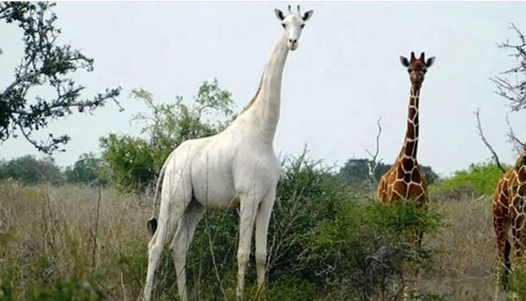 ...капибара - это на сегодня самый крупный грызун, вдобавок еще очень быстрый: способен бегать со скоростью 35 км/час.  ...в мире остался всего один белый жираф, он живет в заповеднике Кении.  ...-2
