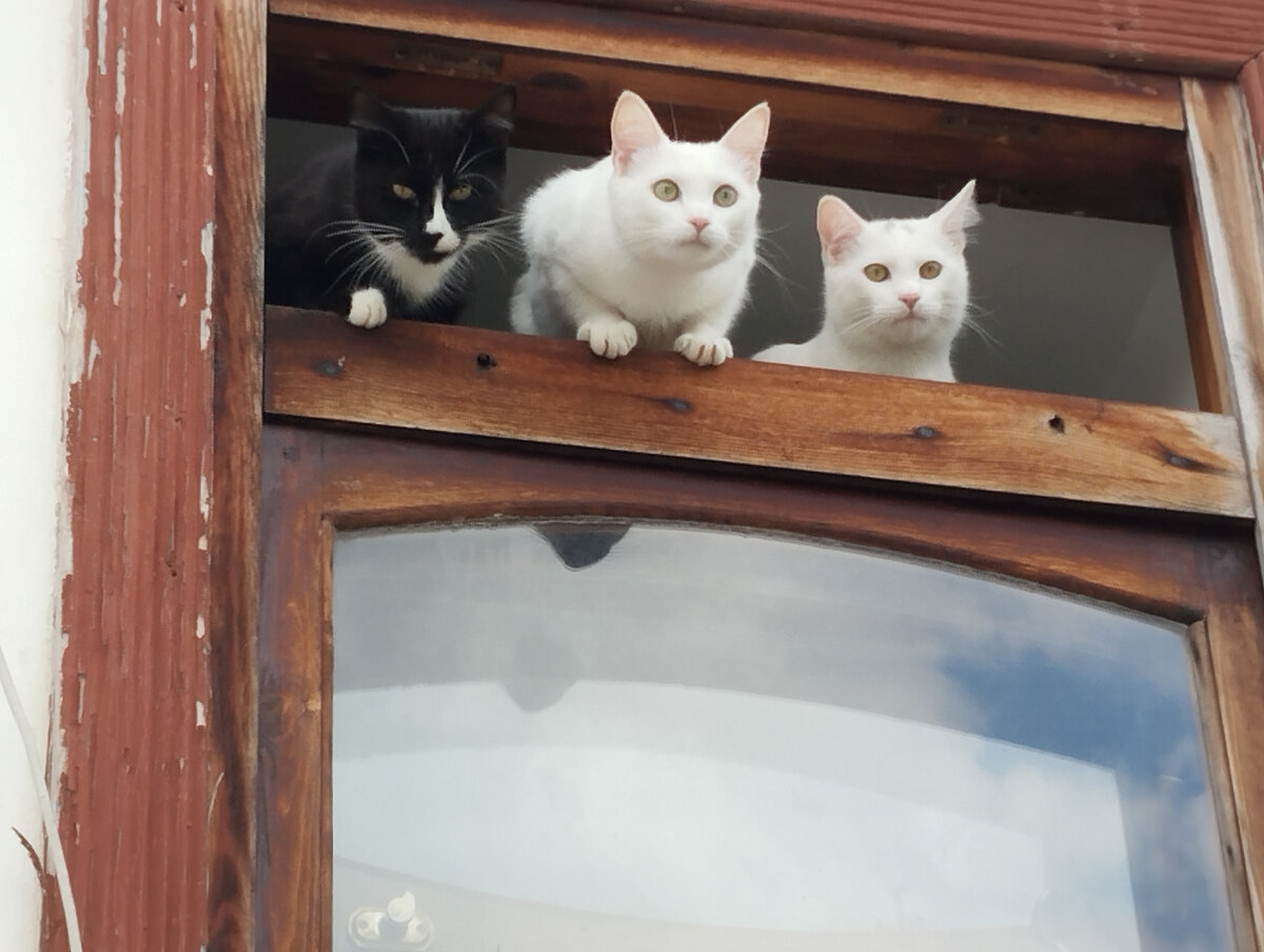 Мама Бусинка и два ее сына Урбеч и Кумыс дышат свежим воздухом, слушают пение птиц и любуются на город сверху