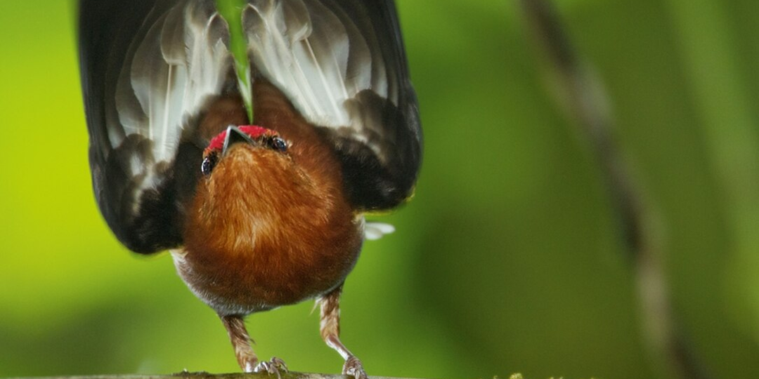 Птица, которая поёт крыльями. Она отказалась от голоса, превратив своё тело в музыкальный инструмент