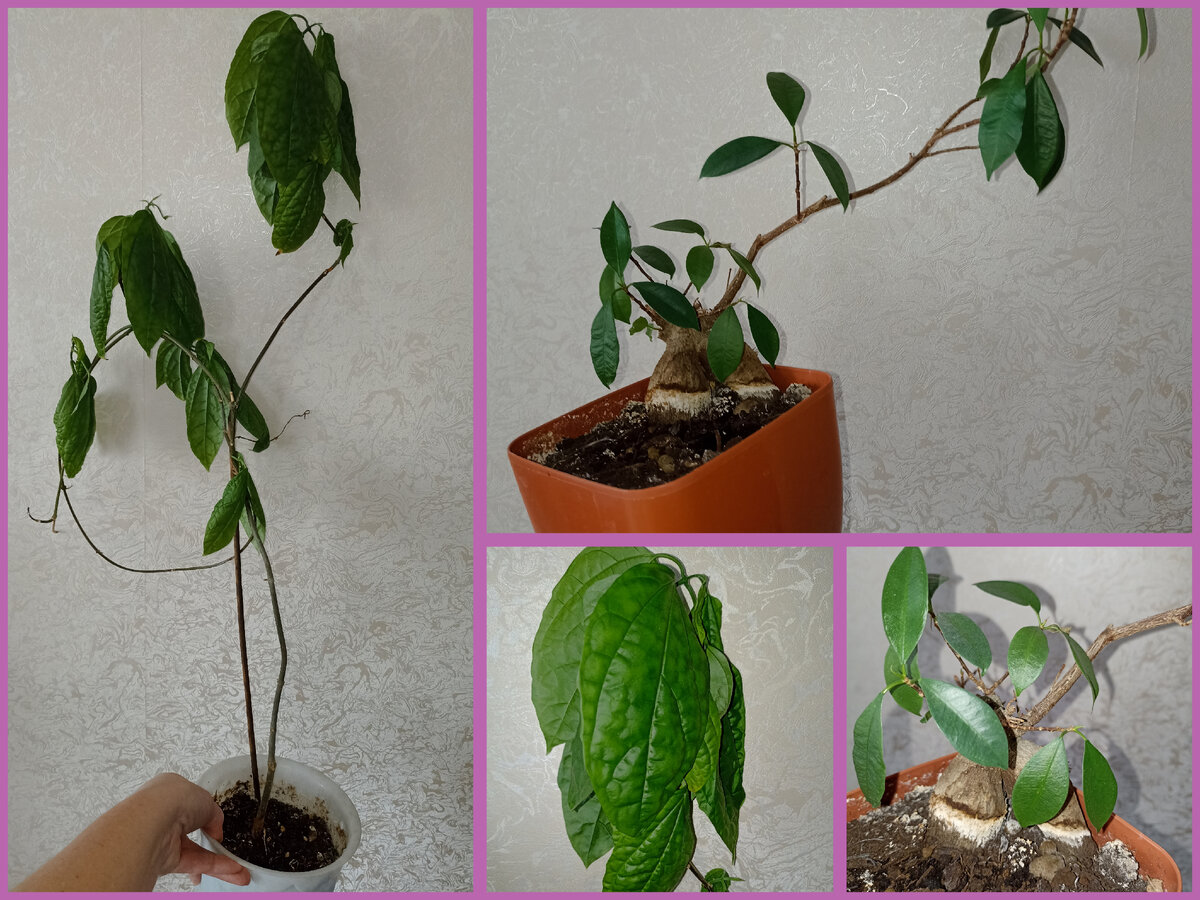 Клеродендрум и фикус