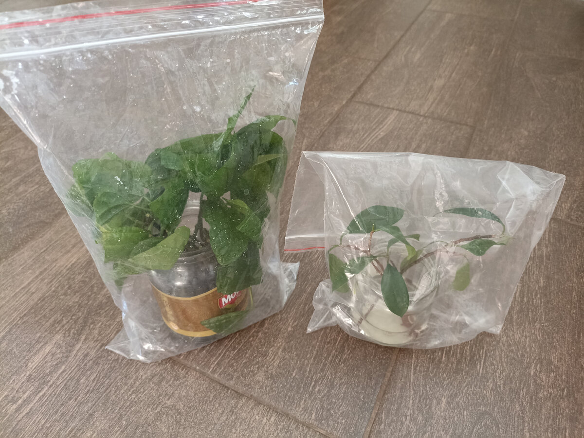 Черенки поставила в воду и в пакет, буду ждать корни