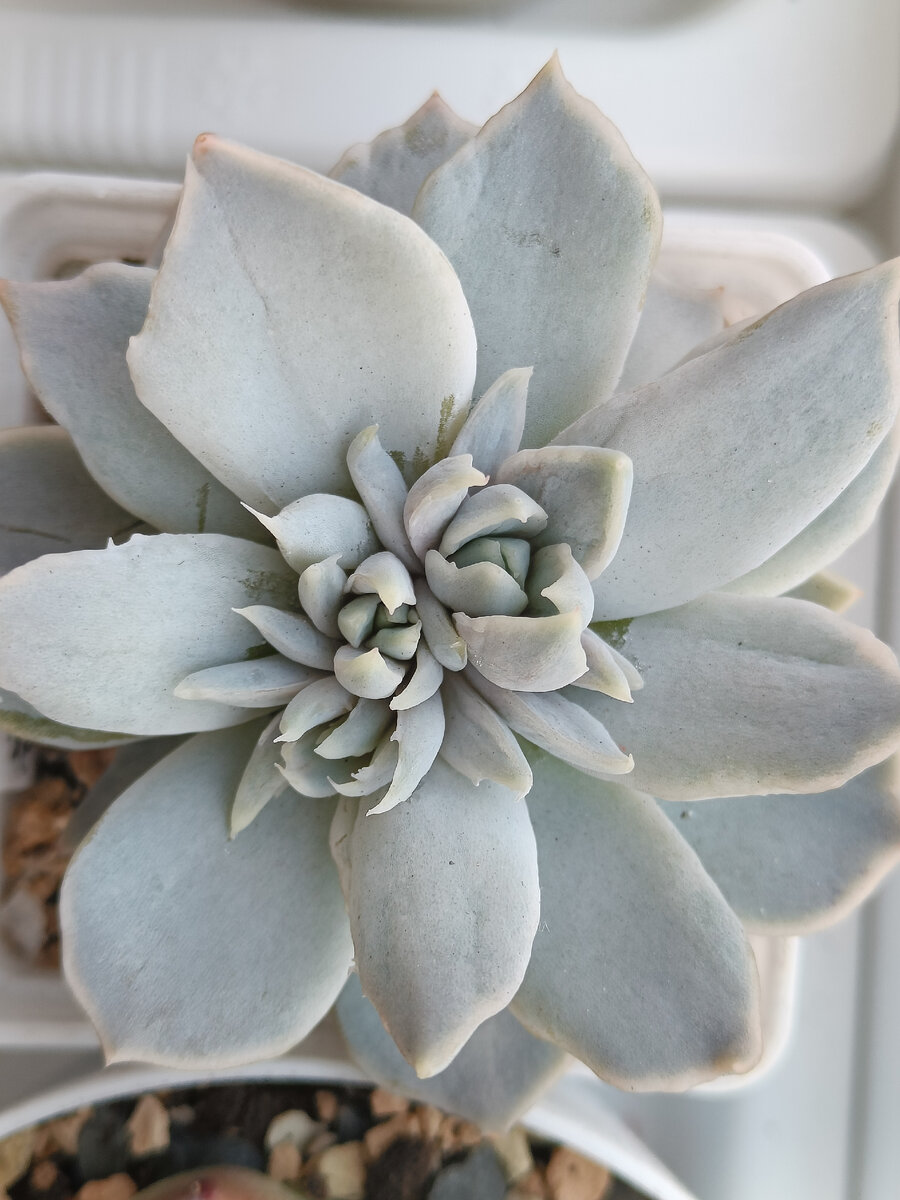 Echeveria Vampire 