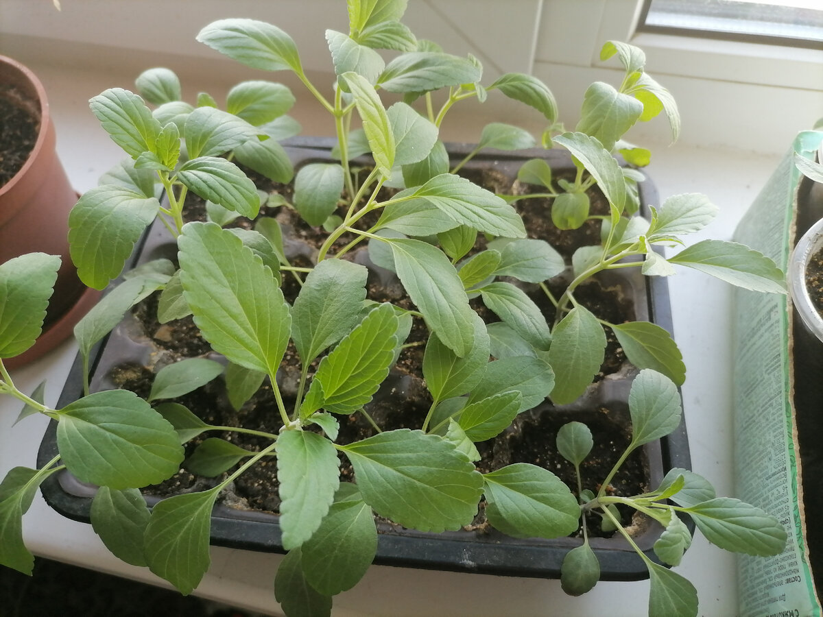 Вот такая сейчас сальвия мучнистая Голубой иней