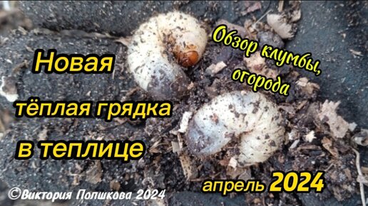 Как я делаю тёплую грядку в теплице. Полезные обитатели почвы: личинки бронзовки. Обзор клумбы. Посадка клубники