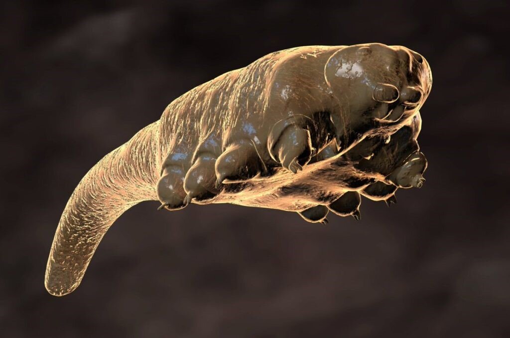 Клещ рода Demodex или угревая железница 