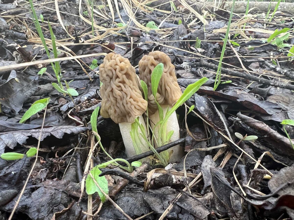 Что, смоленская шапочка уже близка к зрелости? Однако... (фото Лидии Бам)
