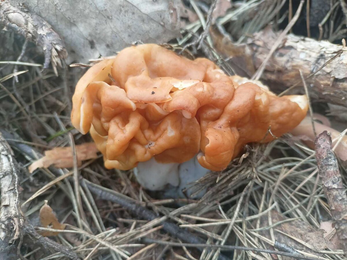 Строчок, но ничуть не старичок (фото Бирюка)