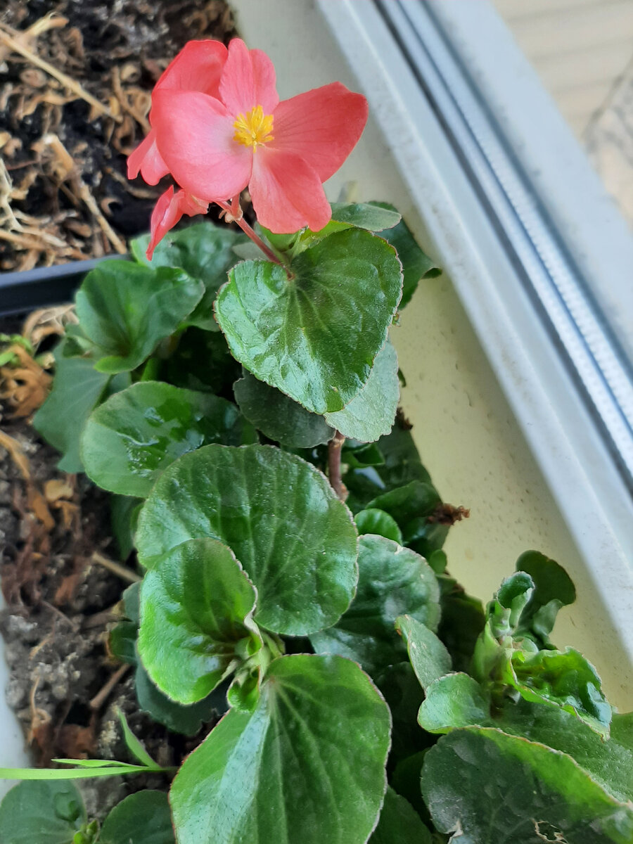 бегония распустилась, в клумбу хочет