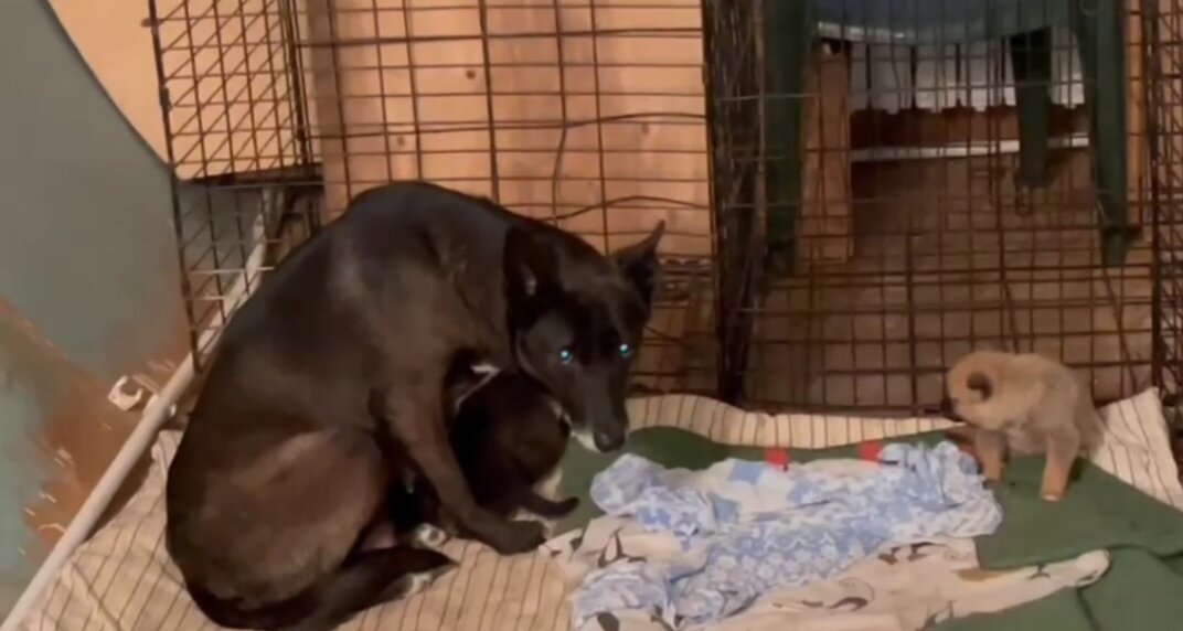 Год назад она появилась у нас. Дети разъехались по домам, а Матильда живёт в приюте.