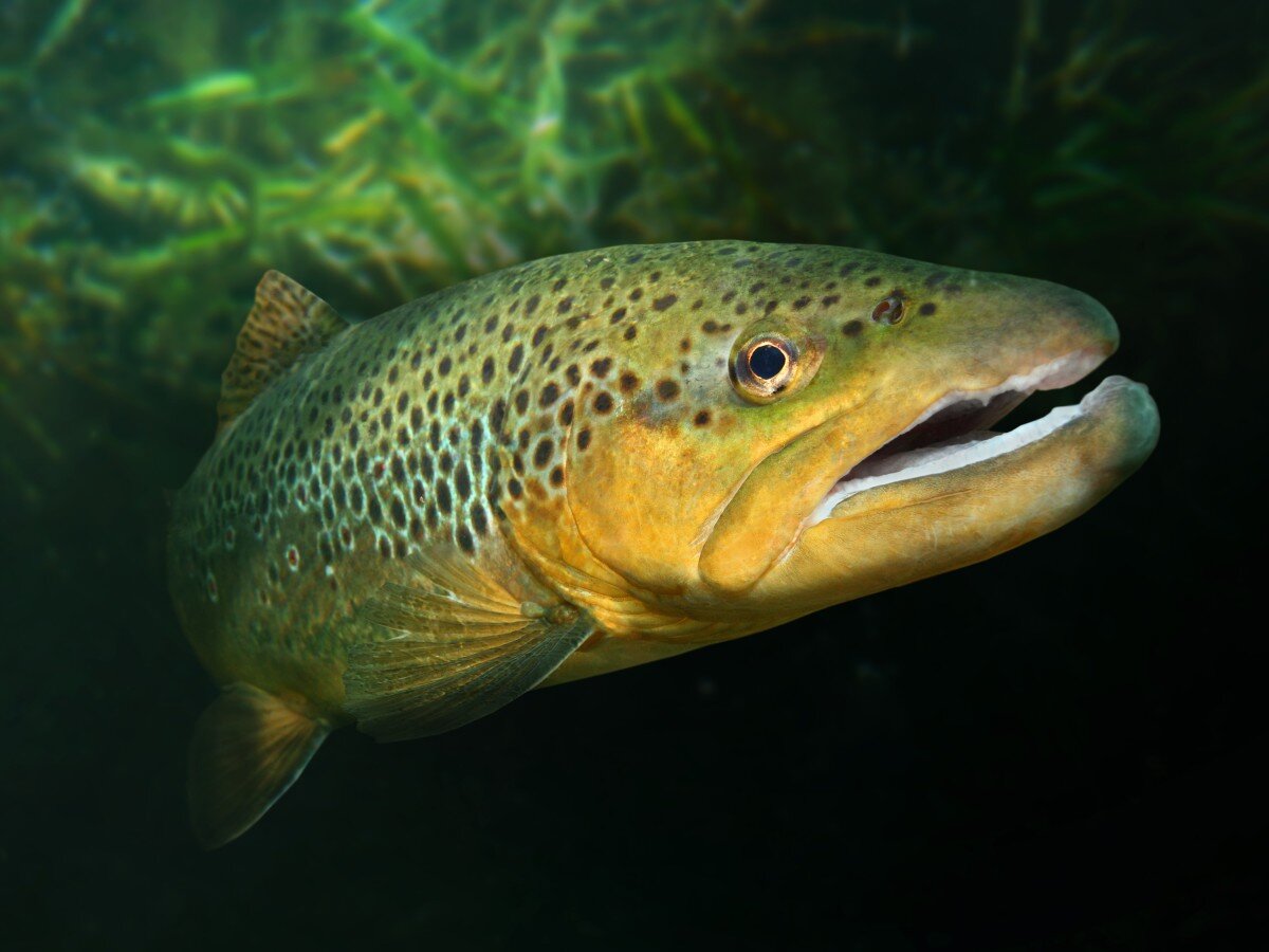    Учёные создали рыбий умный жилет для изучения подводного мира