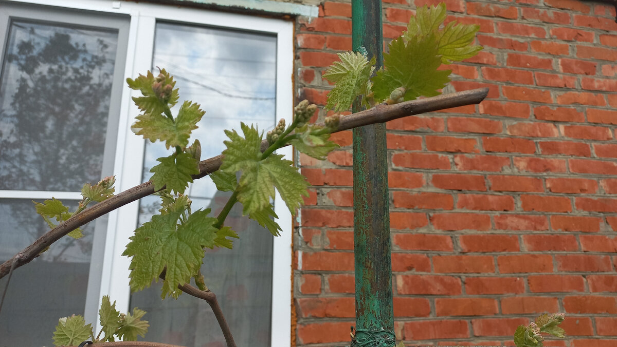 Это и другие фото в статье сделаны автором и принадлежат ему на условиях авторского права