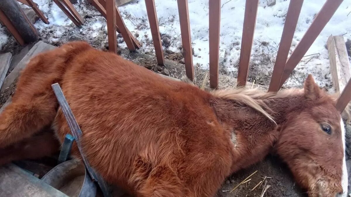 Деревня превратилась в скотомогильник»: в челябинском селе гибнут лошади |  Курс Дела | Дзен