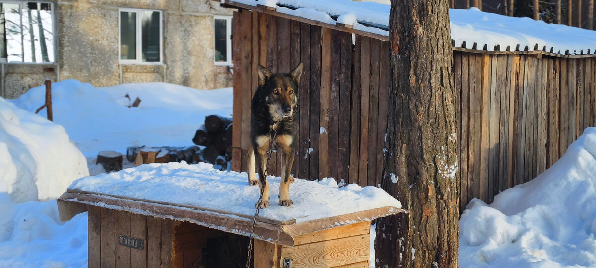 Хороший охранник. 