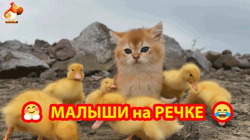 Милые пушистики добежали до речки 🤗 Котенок и Утята на обрыве реки 🐈😂😍